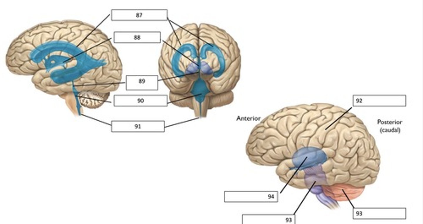 <p>What structure of the brain is #87?</p>
