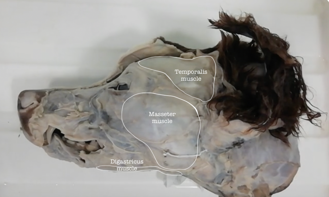 <p>Temporalis muscle</p><p>Masseter muscle</p><p>Digastricus muscle</p>