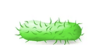 <p>cilia</p>