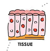 <p>Tissue</p>