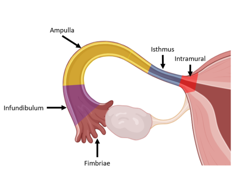 <p>fimbriae, infundibulum, ampulla, isthmus, and intramural parts</p>