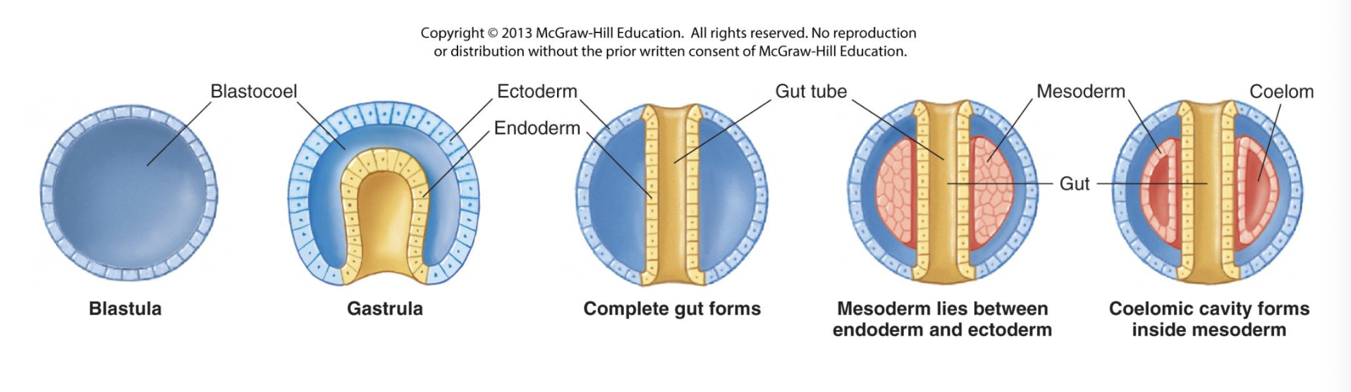 <p>Ectoderm: Outer layer of cells (lining the blastocoel)</p><p>Endoderm: Inner layer of cells (lining the gut)</p><p>Blind gut: when the gut opens ONLY at the blastopore</p><p>Mesoderm: third layer formed from the endoderm (not all animals)</p><p>Coelom=cavity completely surrounded by mesoderm (bonus: is there one coelom or two??)</p><p></p>