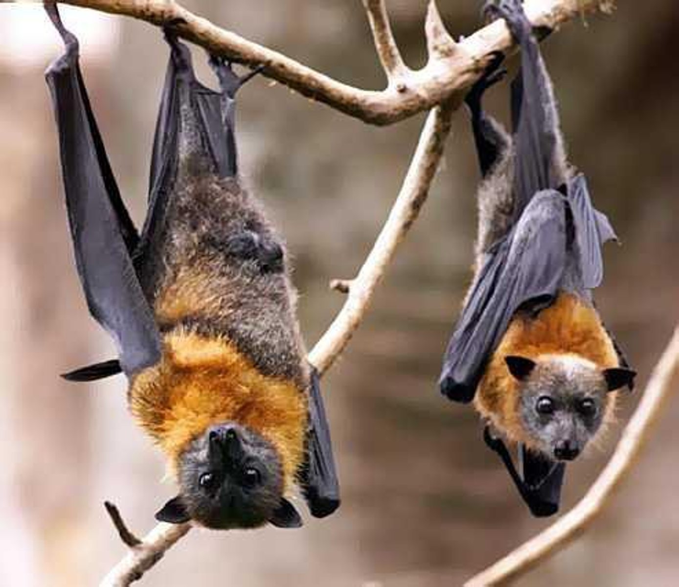<p>Modified front limb is a wing (leathery membrane-like skin stretched between finger bones to hind limb); Only mammals that fly; use ecolocation</p>