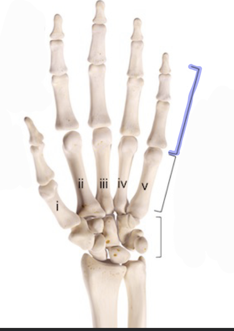 <p>14 finger bones of each hand</p>