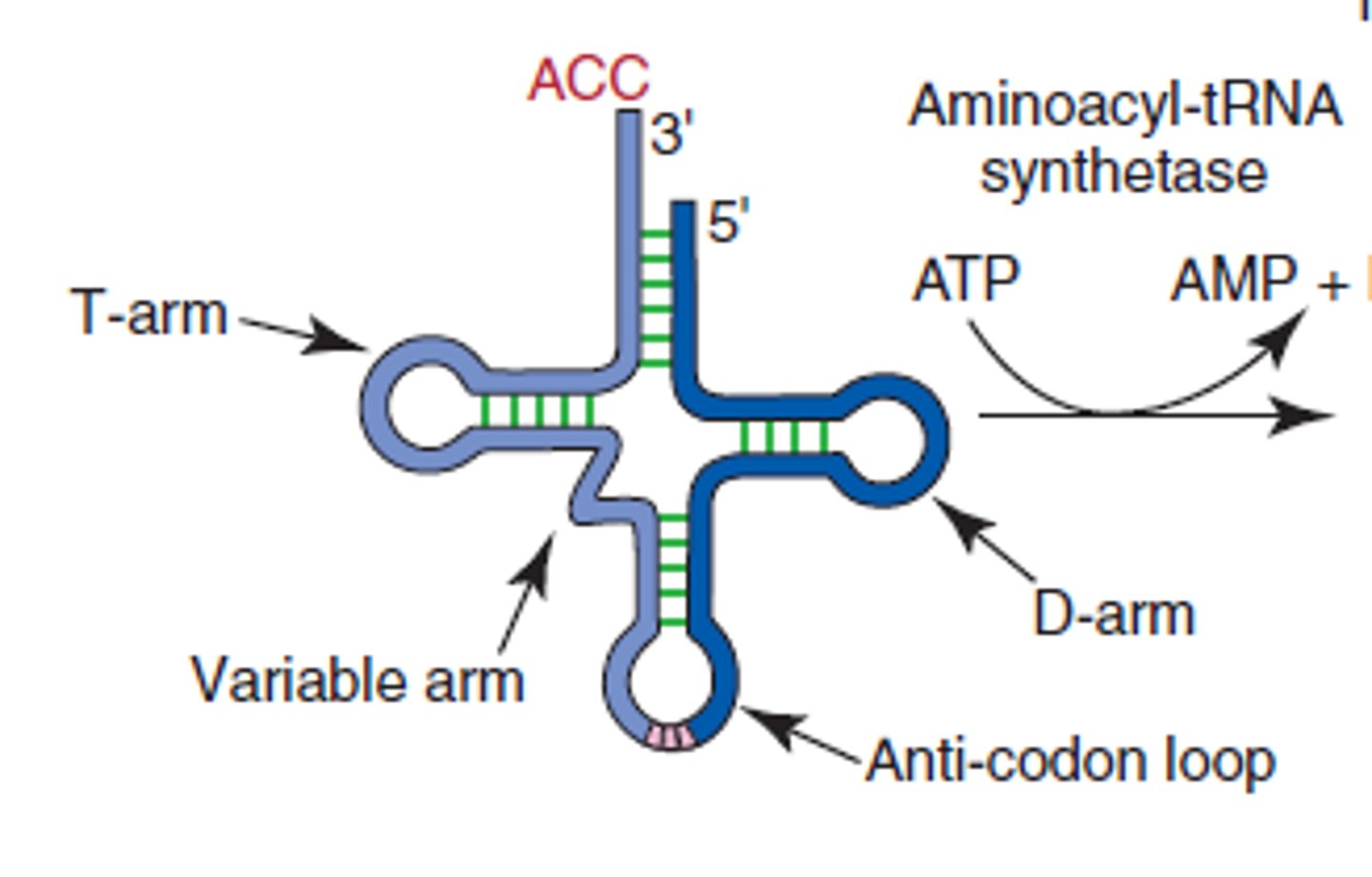 <p>transfer RNA; type of RNA that carries amino acids to the ribosome</p>