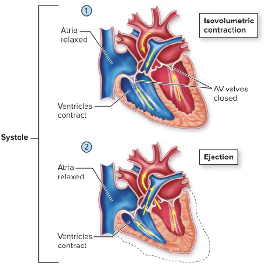 <ol><li><p><span style="color: red;">Ventricles begin contraction, pressure rises, and <strong>AV valves close(lub);</strong> <u>isovolumetric contraction</u></span></p></li><li><p><span style="color: red;"><strong>Pressure builds, semilunar valves open, and blood is </strong>ejected into arteries</span></p></li></ol><p></p>