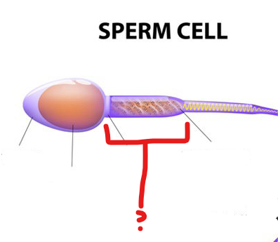 <p>Spermatozoa midpiece </p>