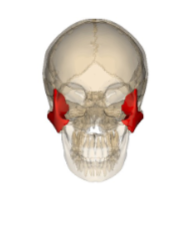<p>Which facial bone is this? (2)</p>
