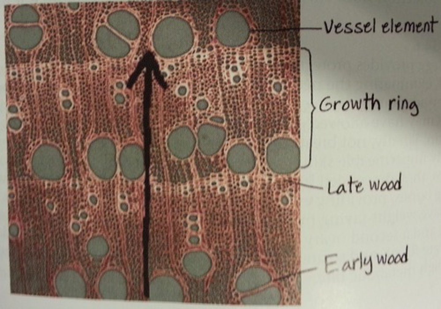 <p>formed in the spring and has thin cell walls to maximize water delivery</p><p>- less dense because cells are larger and walls are thinner</p>