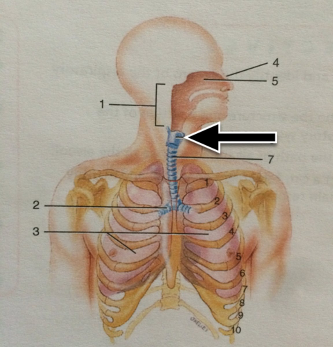 knowt flashcard image