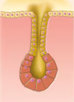 <p>Duct does not branch and alveolar secretory strucure</p>
