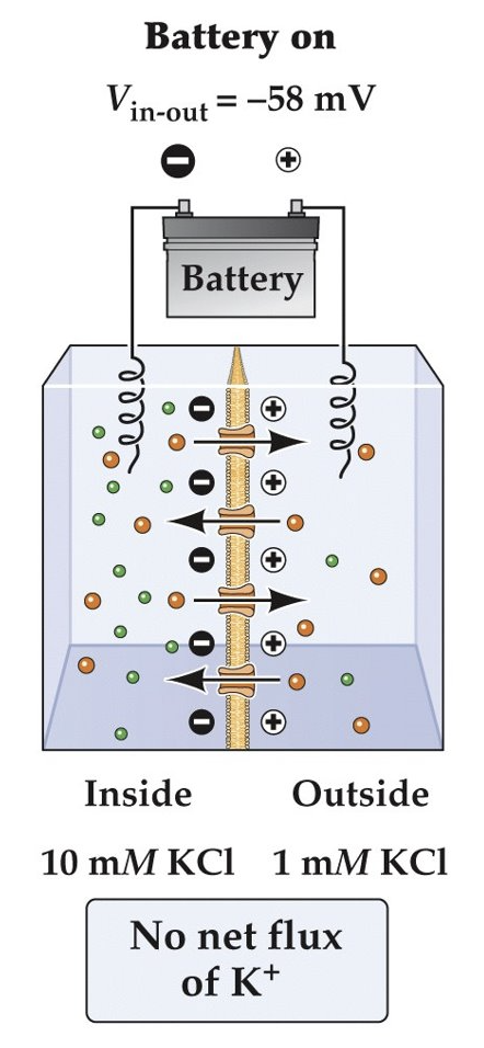 <p>There will be no net flux of $$K^{+}$$ ions.</p>