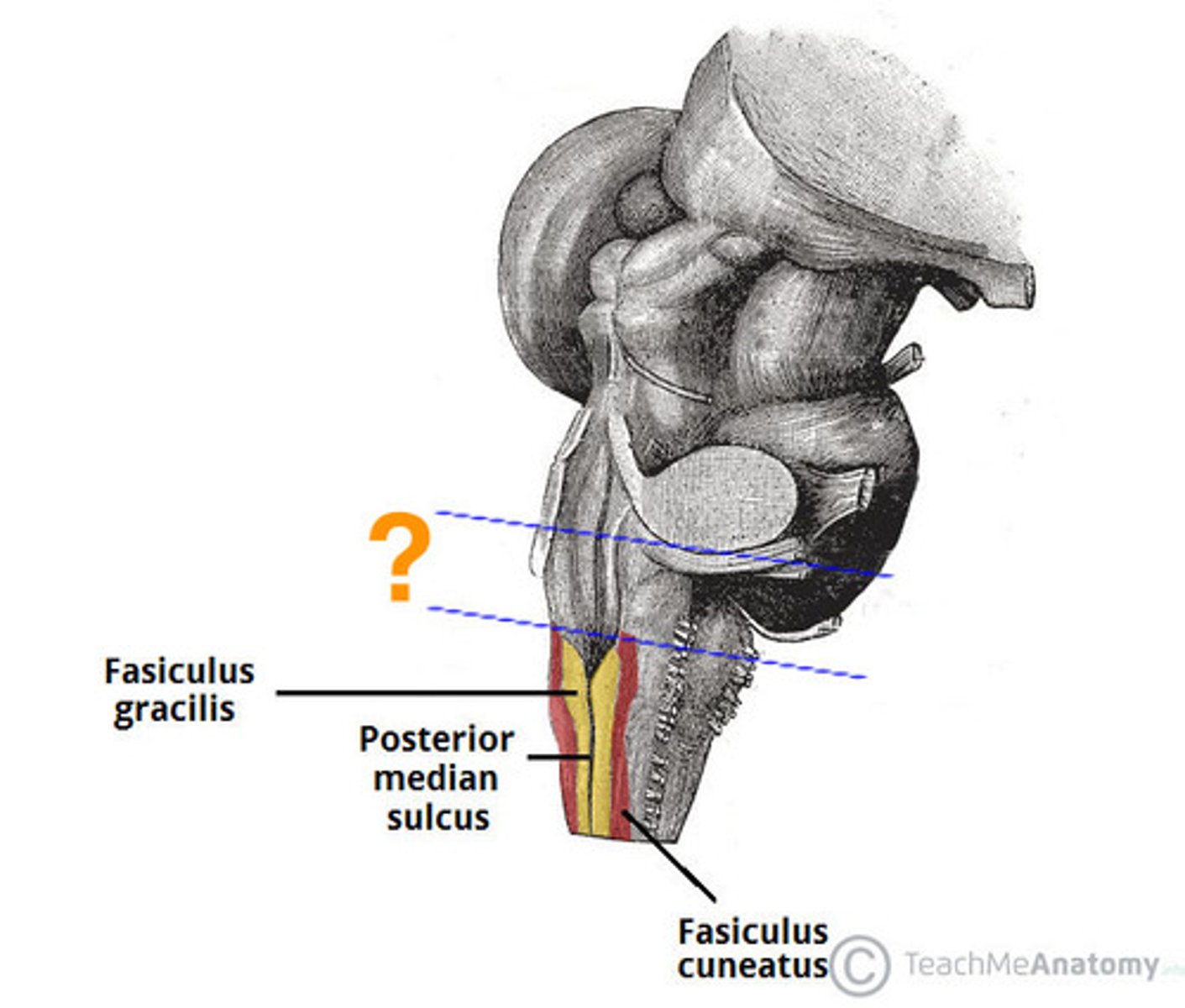 <p>open medulla</p>