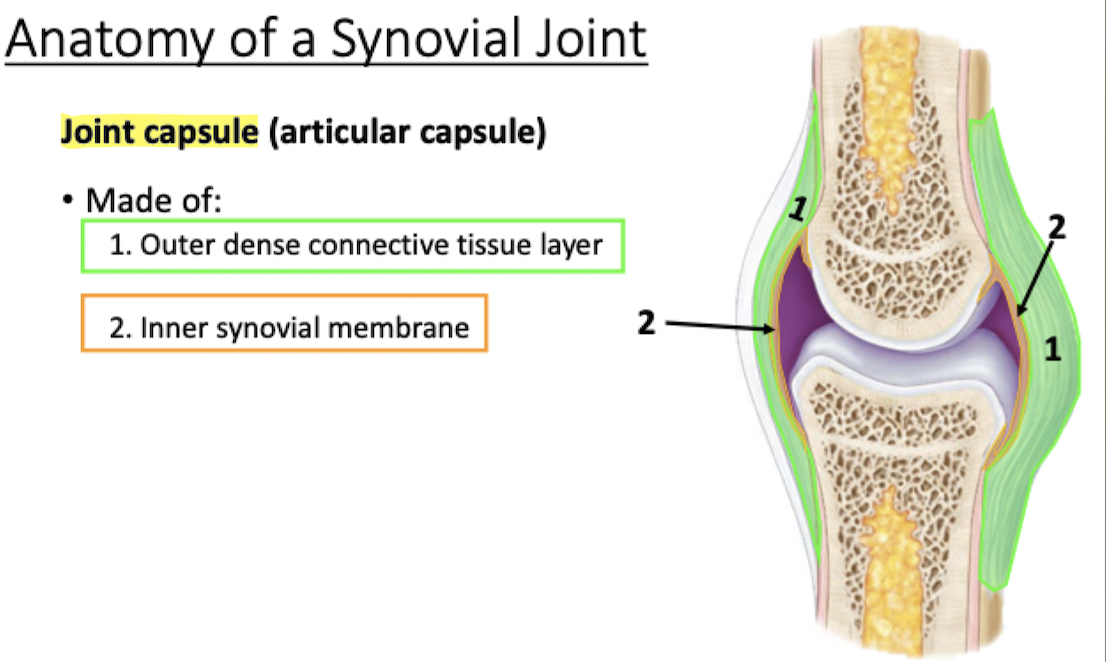 <ul><li><p>Surrounds synovial joint, encloses joint cavity</p></li><li><p>Made of outer dense connective tissue layer &amp; inner synovial membrane</p></li></ul>