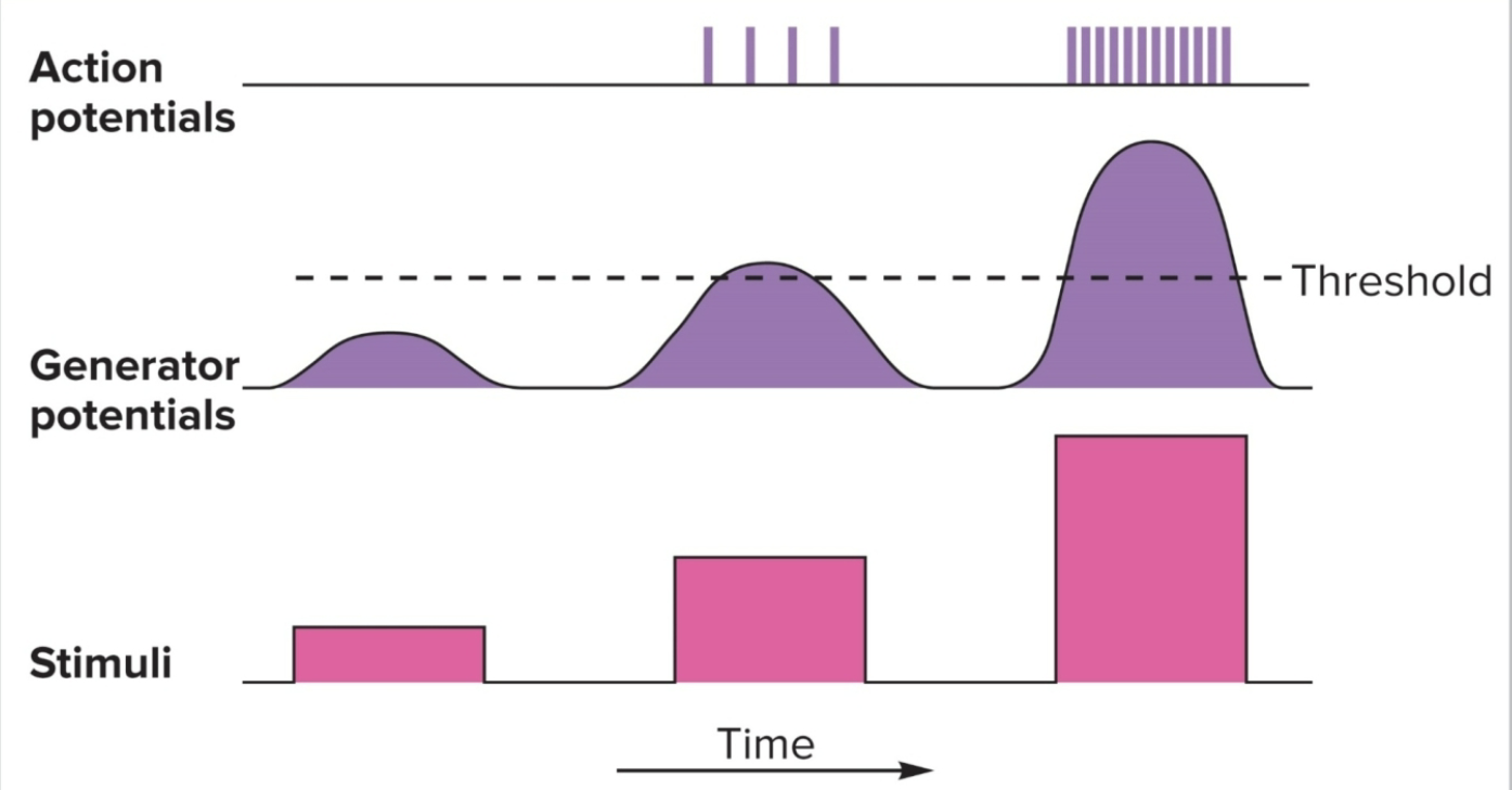 <ul><li><p>the generator (receptor) potential is (like the EPSP) proportional to the intensity of the stimulus</p></li><li><p>increased intensity results in increased frequency of action potential after threshold is reached</p></li></ul><p></p>