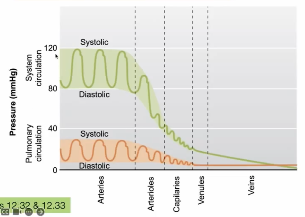 <p>most of the pressure generated by the ventricles have dissipated</p>