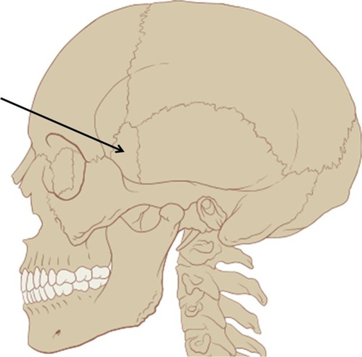 <p>Name the bone.</p>