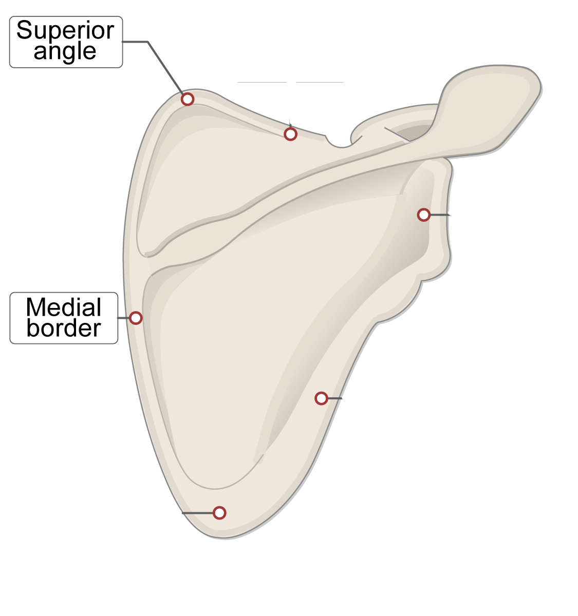 <p>Scapula (superior angle and medial border)</p>
