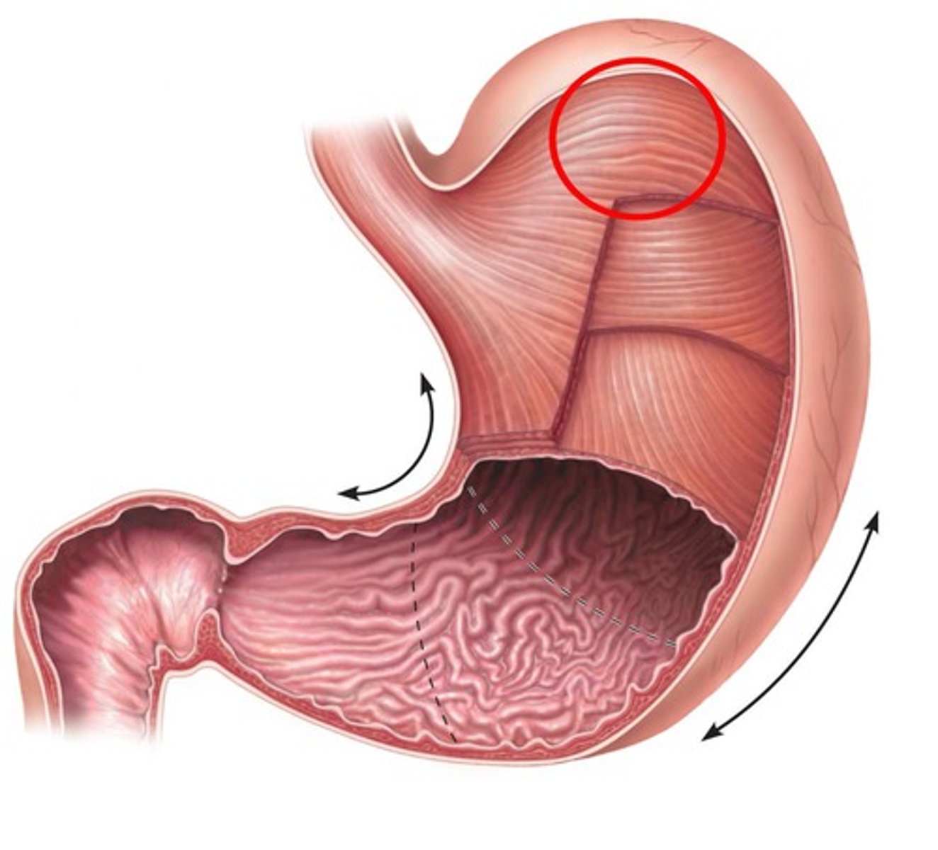 knowt flashcard image