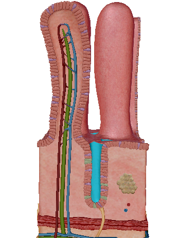 knowt flashcard image