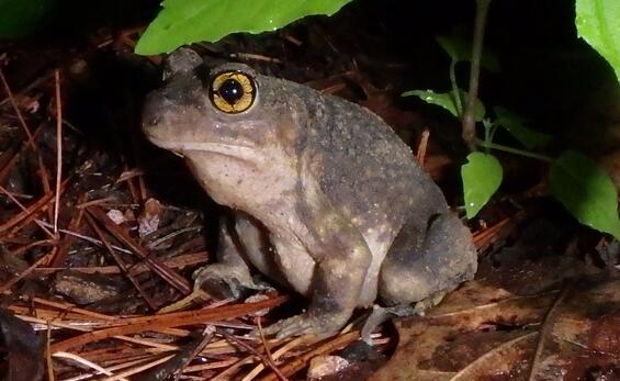 <p>Identify this toad and its habitat</p>