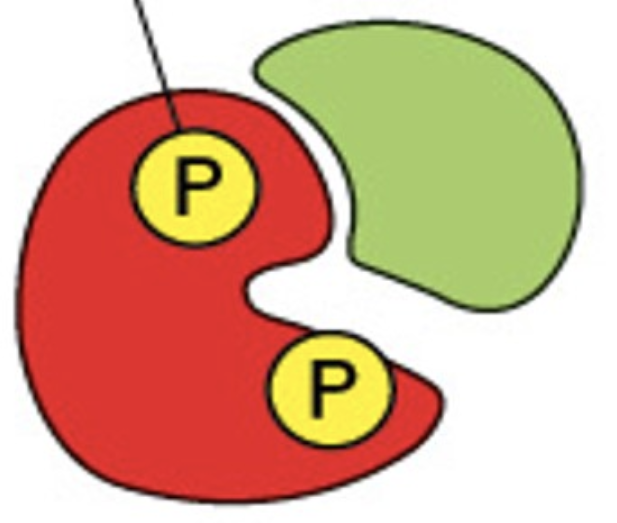 what accurately describes the image of a Cdk complex below?