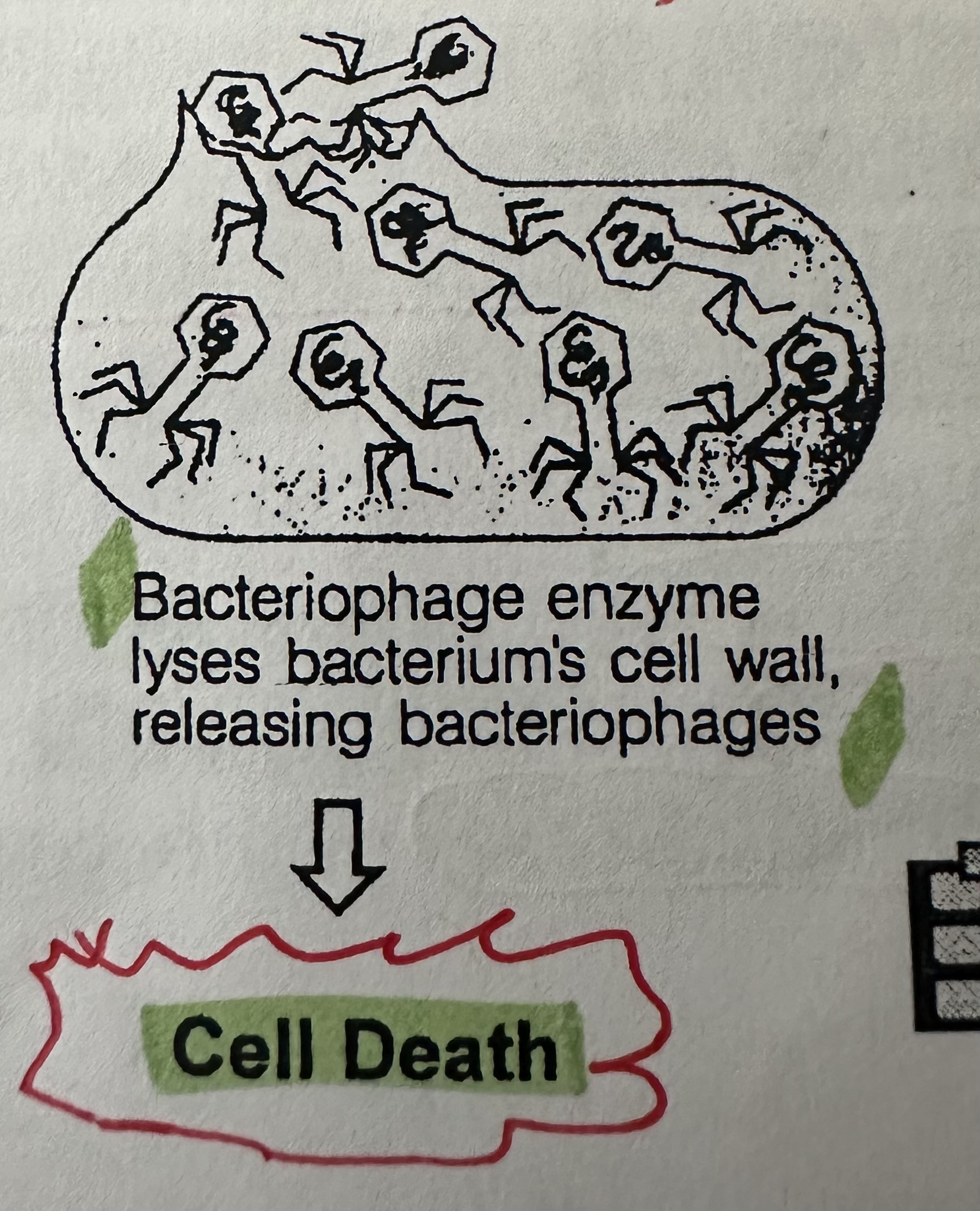 <p>release of new viruses</p><p>Newly assembled bacteriophages release an enzyme that digests the bacterial cell wall from within (Lysis). The cell bursts (cell death too), releasing hundreds of new viruses.</p>