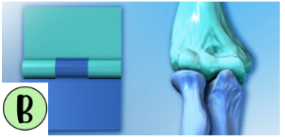 <p>Like the elbow, hinge joints move on just one axis; this allows for flexion and extension (elbow and finger).</p>