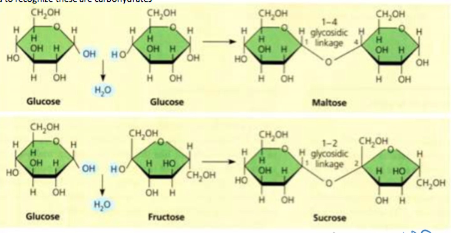 <p>Formed via dehydration joins 2 mono-.</p><p>- COVALENT BOND = GLYCOSIDIC LINKAGE</p>