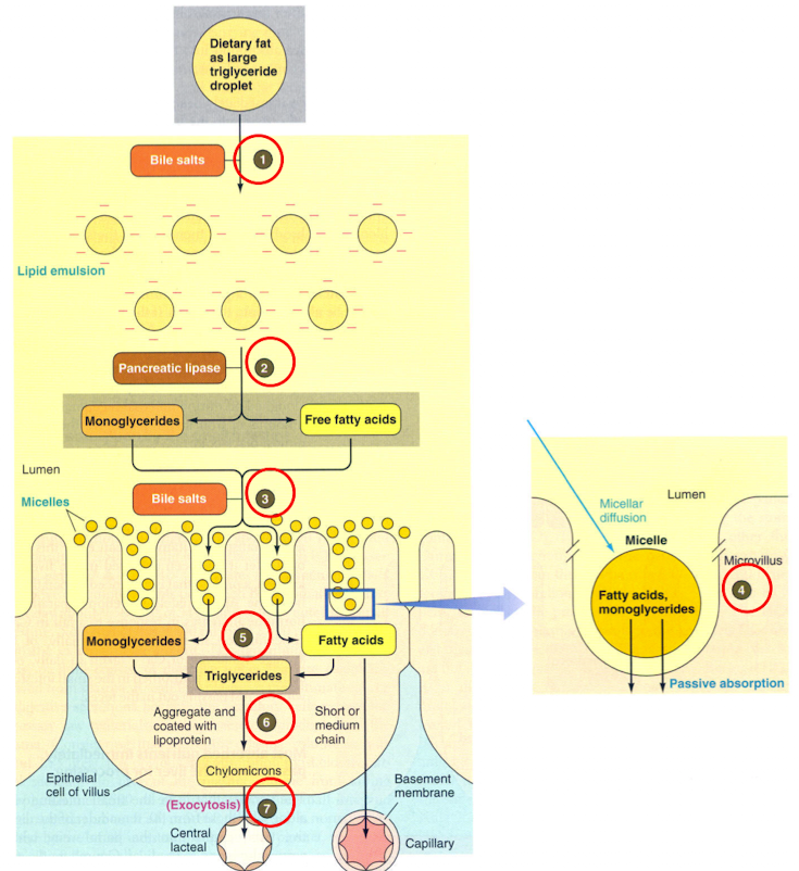 <ol><li><p>Fat is emulsified by the detergent action of bile salts</p></li><li><p>Lipases hydrolyze triglycerides into monoglycerides and free fatty acids</p></li><li><p>water insoluble products move in the interior of micelles to cell surface</p></li><li><p>Monoglycerides and free fatty acids diffuse into cell</p></li><li><p>Monoglycerides and free fatty acids resynthesizes into triglycerides</p></li><li><p>Triglycerides Coates with lipoprotein and form chylomicrons that are exocytosed from cell</p></li><li><p>Chylomicrons enter lymphatic vessels</p></li></ol><p></p>