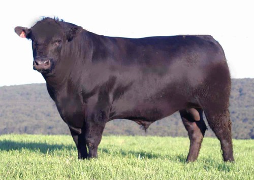 <p><span>Most popular purebred beef breed of cattle, originated in Scotland, polled, moderate size, black or red in color, known for their marbling.</span></p>