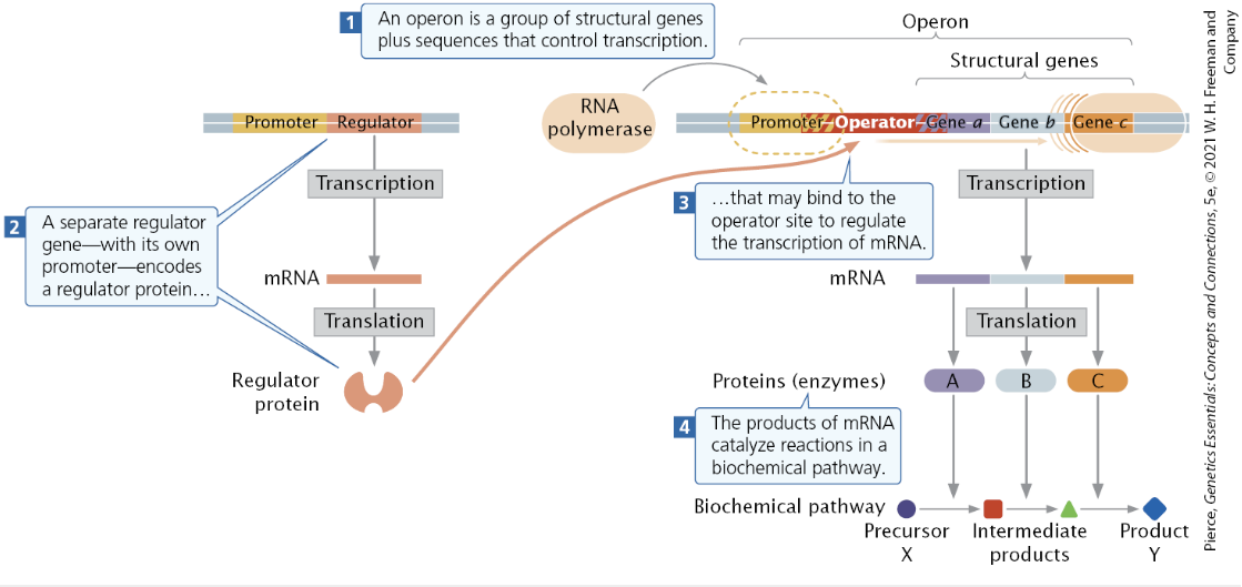 Additional info;

\-Operator: the binding site of the regulator protein ! adjacent to or overlaps with promoter

\-Polycistronic mRNA: a single mRNA that contains the coding information for >1 protein