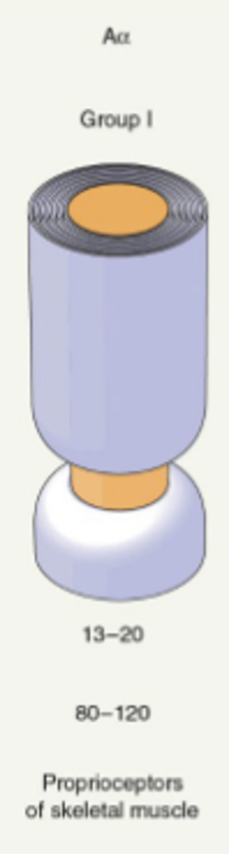 <p>Mediate proprioception</p>