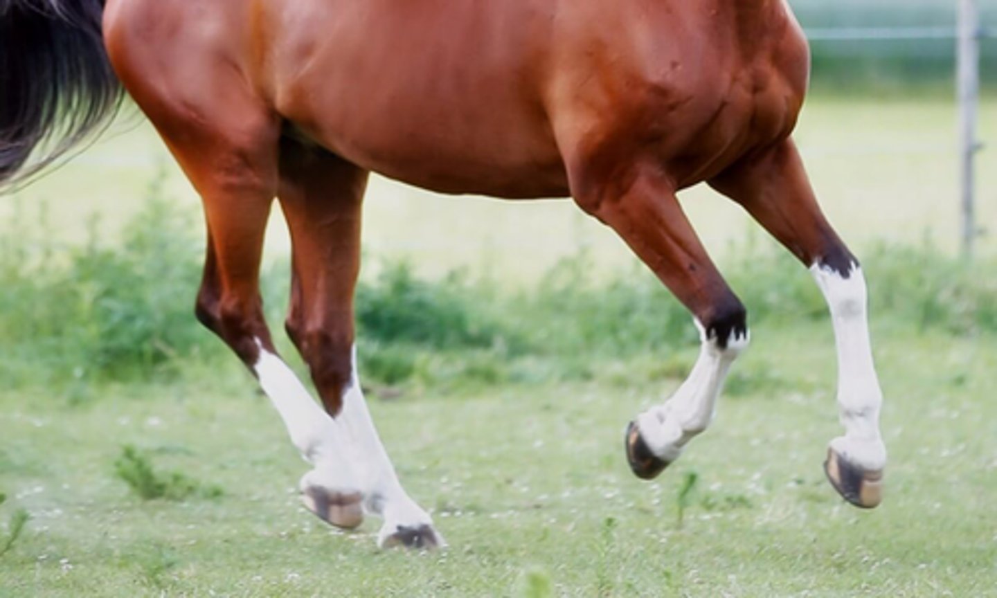 <p>what would you consider this white marking</p>