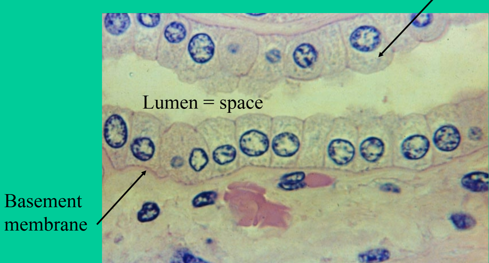 <p>Where are simple cuboidal epithelial tissues found?</p>