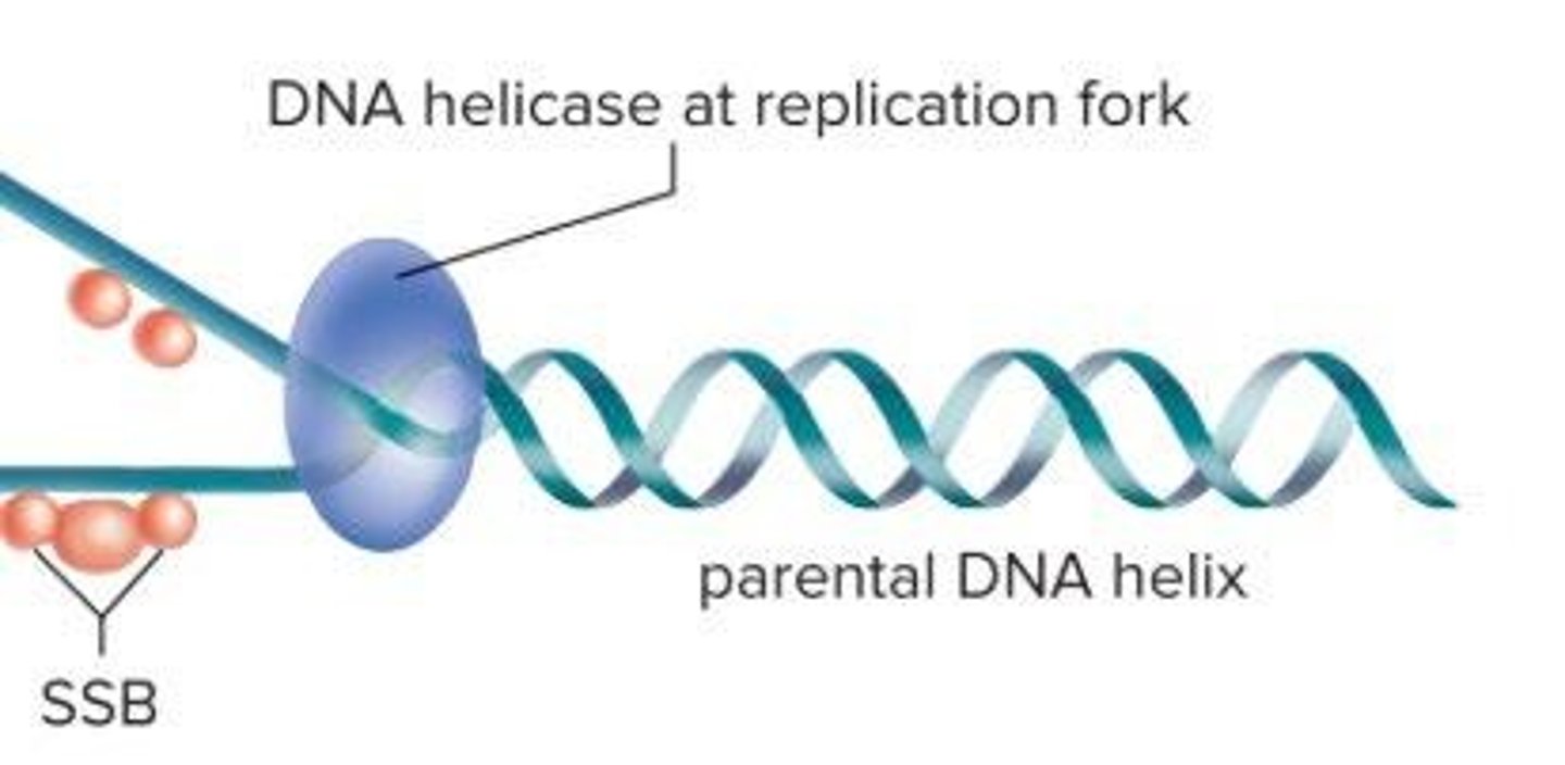 <p>DNA helicase</p>