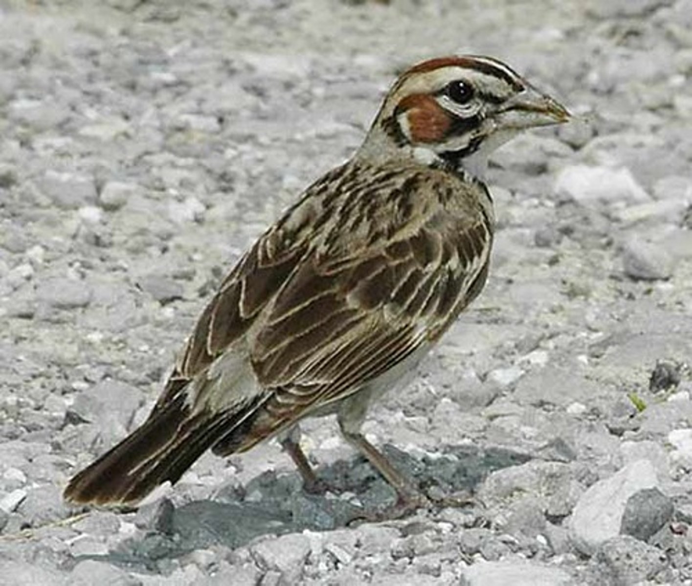 <p>Passerellidae</p>