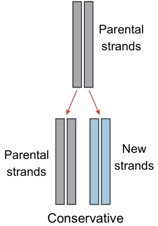 Conservative model of DNA replication
