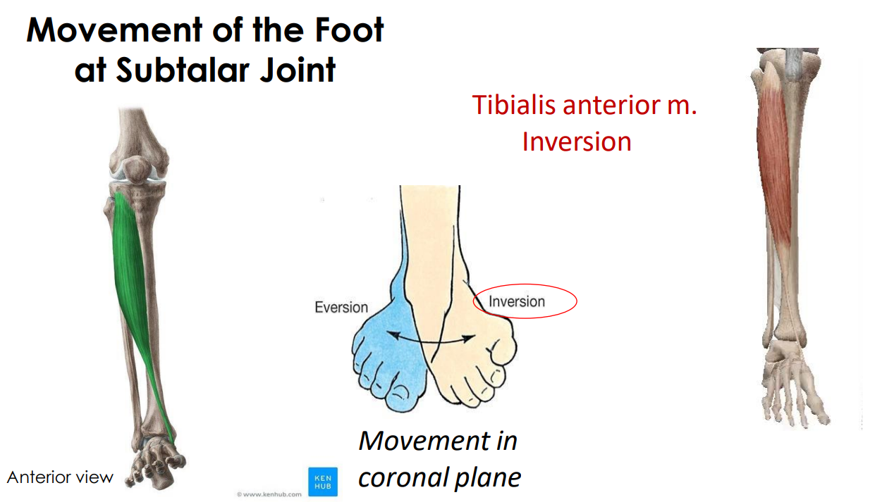<p>tibialis anterior m. (inversion)</p>