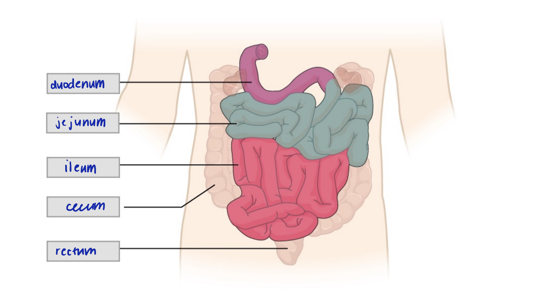 knowt flashcard image