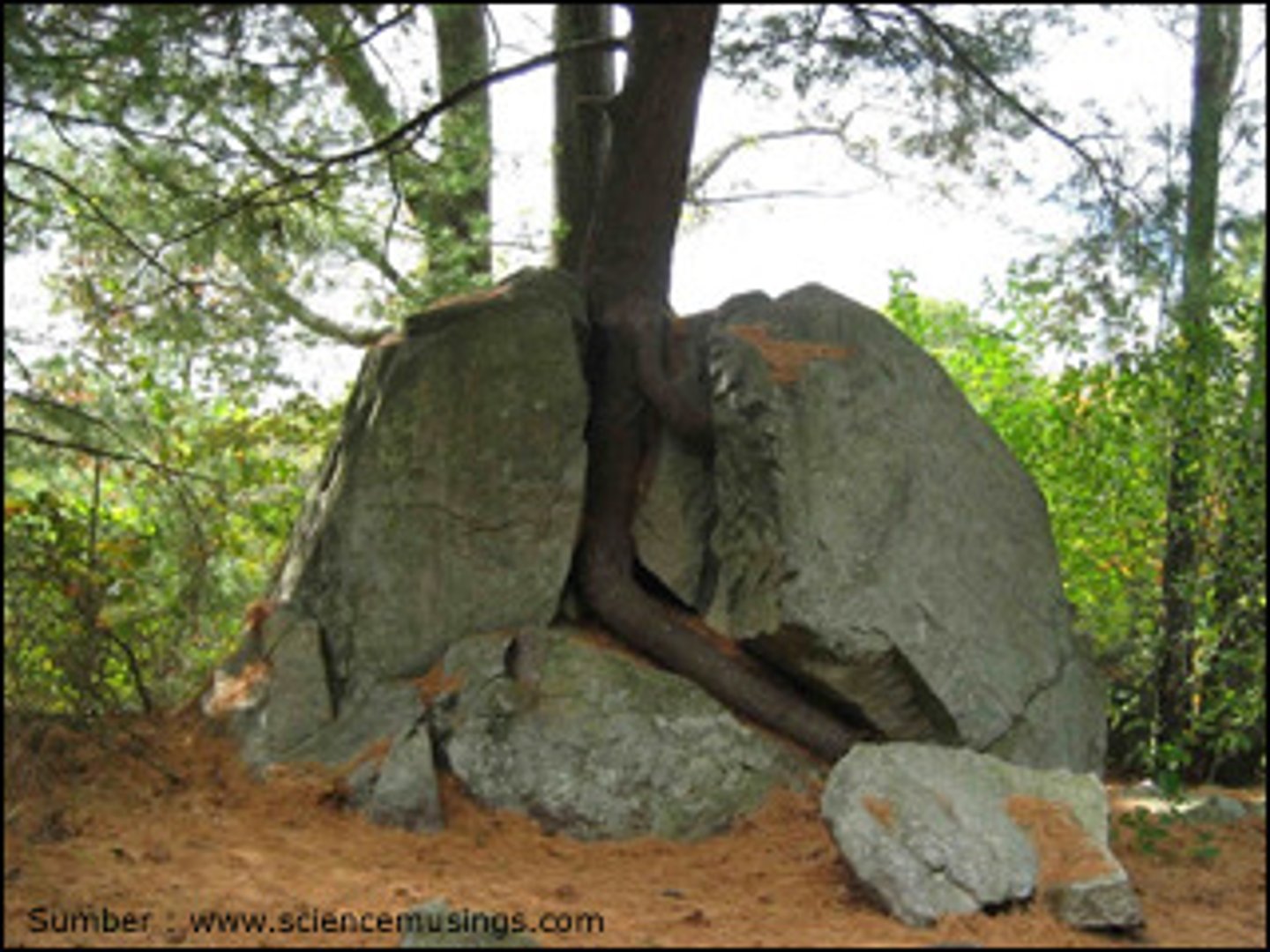 <p>breakdown of rocks by living things</p>