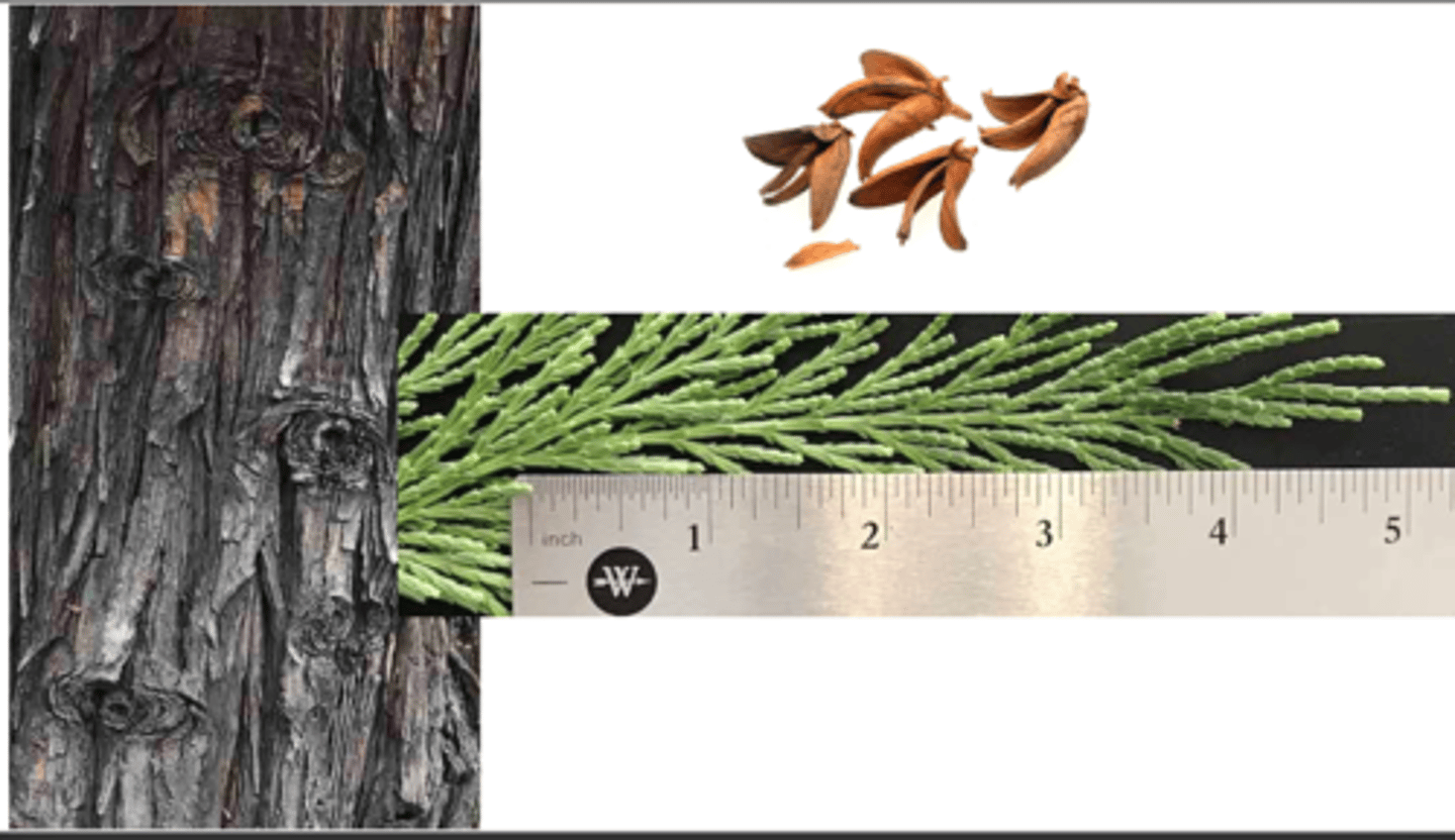 <p>1. gymnosperm</p><p>----------------</p><p>2'. Leave not large and fan-shaped, often needles or scales</p><p>----------------</p><p>3. leaves opposite, in decussate pairs, often needles or scales</p><p>----------------</p><p>4'. tree growth broader, cones small and spiky or elongated with narrow scales</p><p>----------------</p><p>5'. Yellow-green foliage, leaves ¼ - ½ inch long, internodes</p><p>elongated; cones narrow and elongated</p>