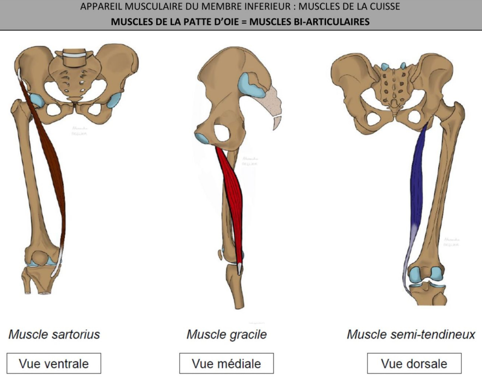 <ul><li><p>origine: os coxal</p></li></ul><p>→ ilion pour sartorius</p><p>→ pubis pour gracile</p><p>→ ischion pour semi-tendineux</p><ul><li><p>terminaison commune : forme de patte d’oie a la face antero-médiale de l’epiphyse proximale du tibia</p></li><li><p>Tendinites fréquentes, tendon terminal => chirurgie de réparation ligamentaire</p></li></ul><p></p>