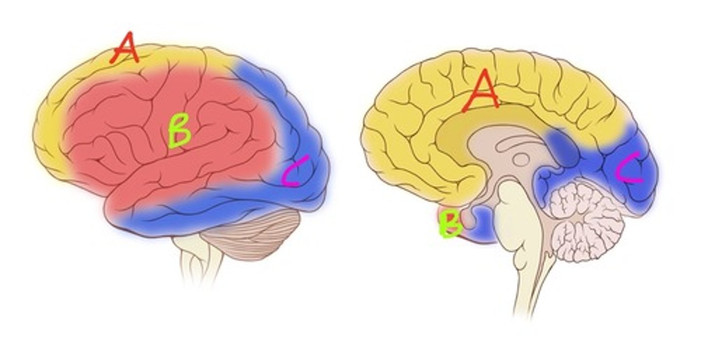 <p>Which artery supplies A?</p>