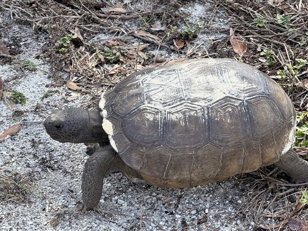 <p>Gopher Tortoise, FL native, sides of shell go straight down, very social, burrows are occupied by multiple individuals and used by other animals, young have scutes with yellow center</p>
