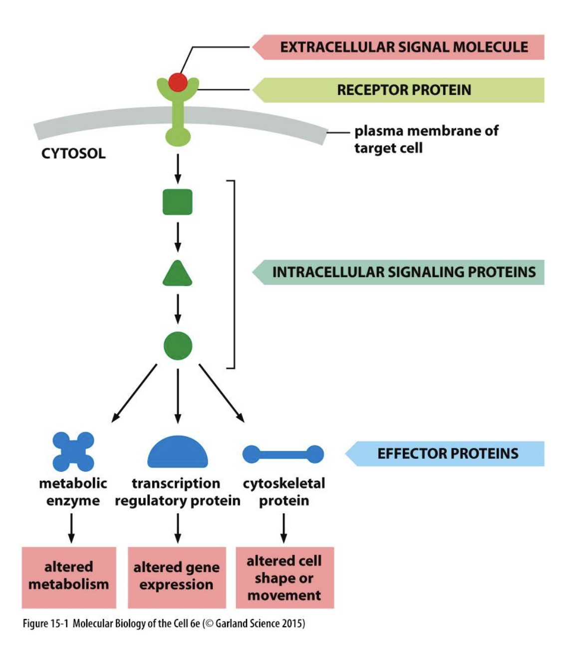 <ol><li><p>Chemical signal→ pheromones, hormones, local hormones etc</p></li><li><p>Receptor→ G protein, tyrosine kinase-linked ion channel linked</p></li><li><p>Transducer→ G protein, non-receptor tyrosine kinases</p></li><li><p>Amplifier→ adenylate cyclase, phospholipase C</p></li><li><p>2nd Messengers→ cAMP,iP3, Ca2+, DAG</p></li><li><p>Effectors→ Protein kinases, Ca2+ binding proteins, troponin C</p></li><li><p>Response elements→Enzymes, sec vesicles, contractile proteins, ion channels, transcription elements</p></li><li><p>Response→ Metabolism, secretion, contraction, excitbility, gene transciption, cell growth</p></li></ol><p></p>