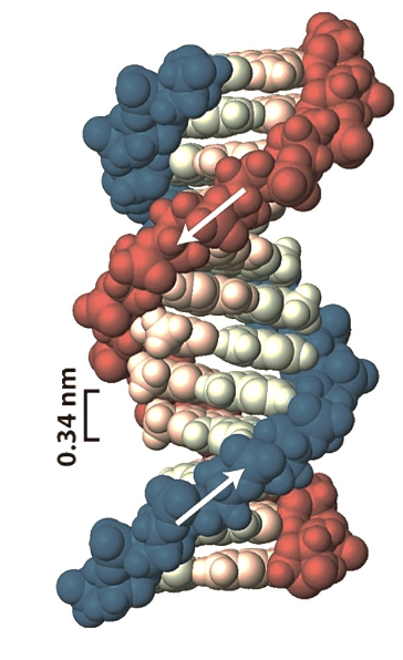 <p>Quel est la forme de l’ADN sur cette photo?</p>