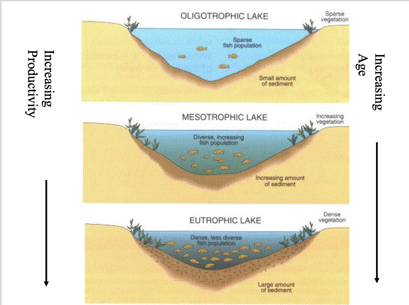 <p>Go from oligotrophic lake (sparse fish population)&nbsp;</p><p>to mesotrophic lake (diverse, increasing fish population)&nbsp;</p><p> to eutrophic lake (dense, less diverse fish population)&nbsp;</p><p>dystrophic lake: acid, low nutrients, low plankton diversity, poor fishery&nbsp;</p>