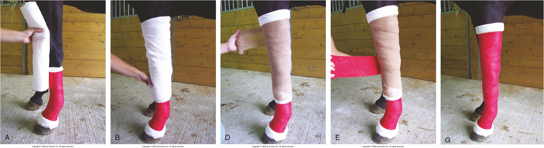 <ul><li><p><mark data-color="blue" style="background-color: blue; color: inherit">Distal limb is bandaged first,</mark> then upper bandage is applied in same manner</p></li><li><p>Pressure sores are likely to form over the point of the accessory carpal bone and point of the calcaneus</p></li></ul><p></p>