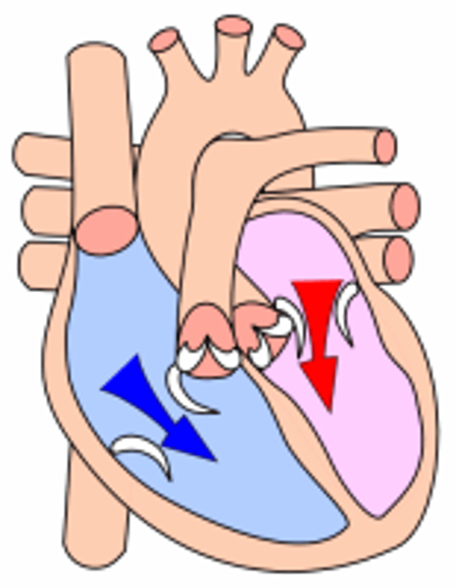<p>-relaxation of the heart</p><p>-mitral and tricuspid valves open</p><p>-pulmonary and aortic valves close</p>